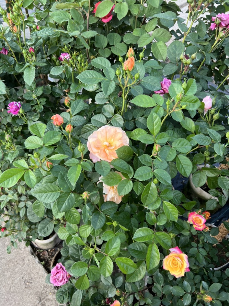 树桩月季基地大量有货量大私聊