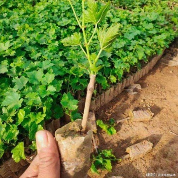 阳光葡萄苗1年苗带营养杯保纯度，量大从优