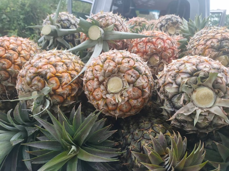 凤梨大量上市
