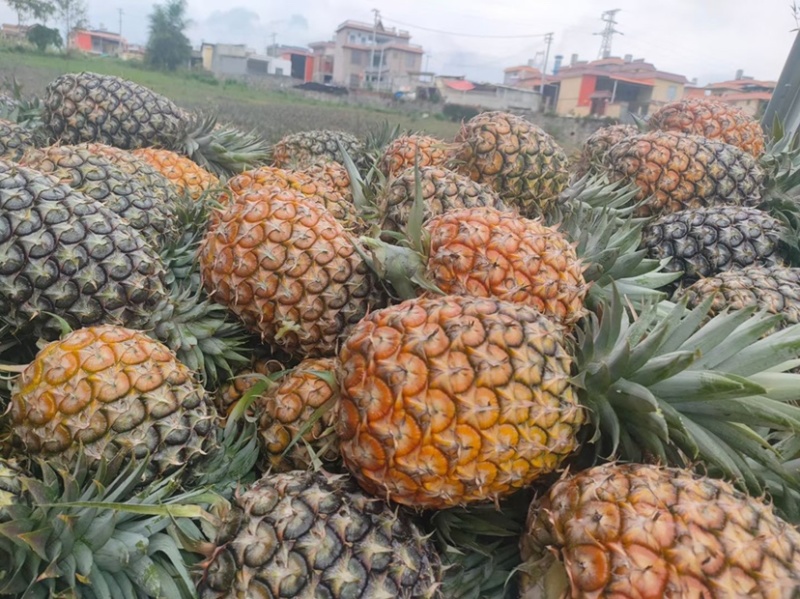 凤梨大量上市