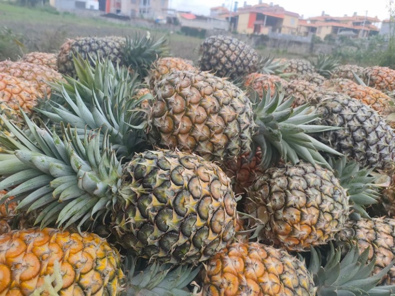 凤梨大量上市