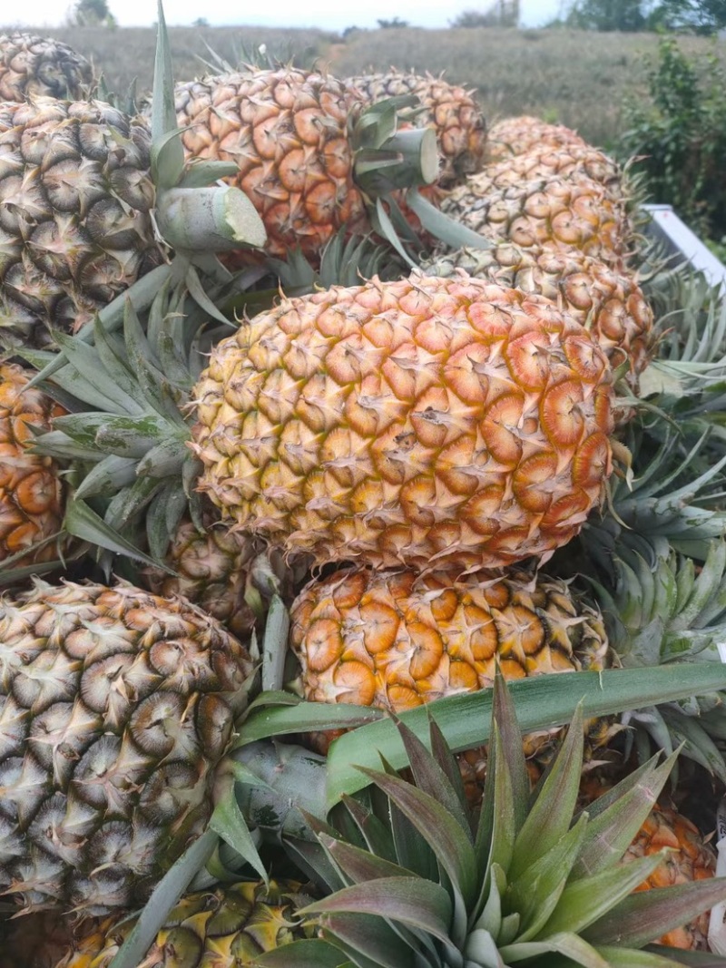 凤梨大量上市