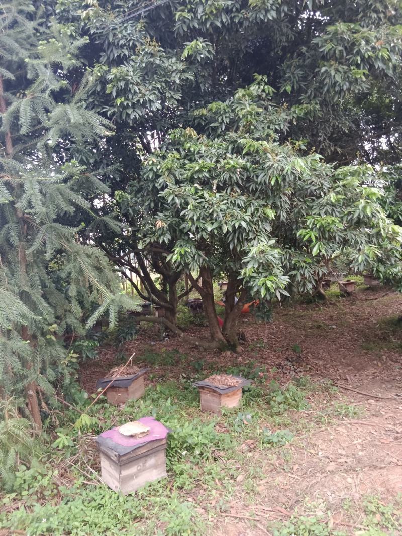 纯正广西荔枝花蜂蜜