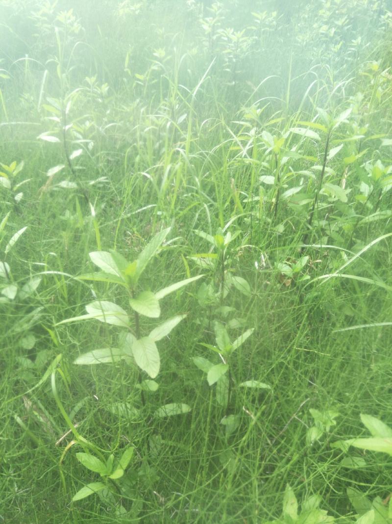 水灯芯，多年生，宜作高产牧草，也具药用绿化价值！！！！
