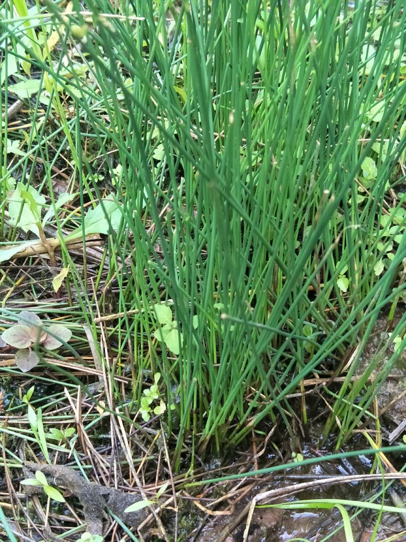 水灯芯，多年生，宜作高产牧草，也具药用绿化价值！！！！