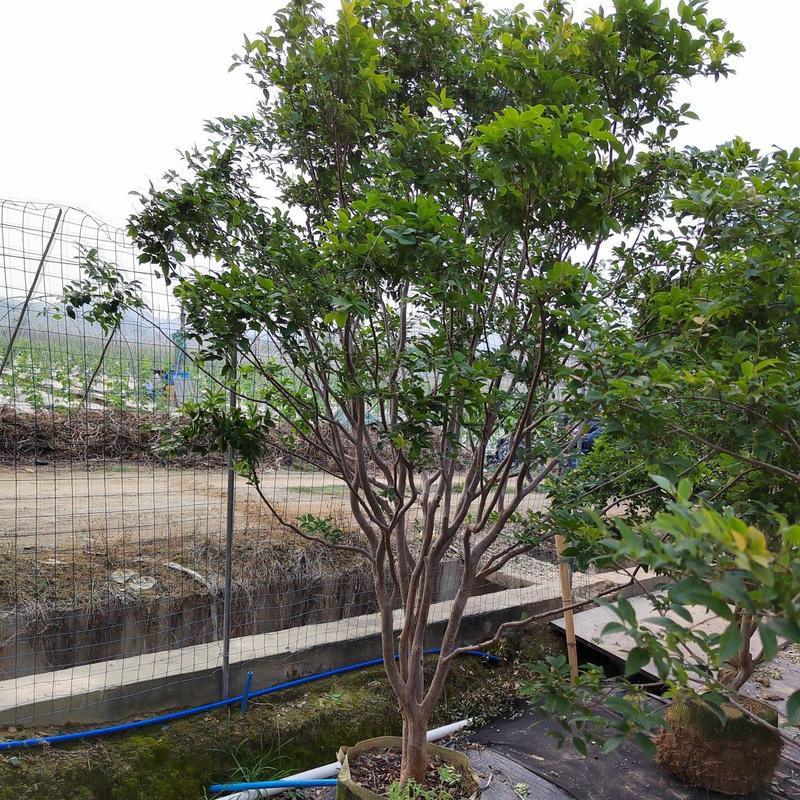 台湾嘉宝果挂果树，九年树，高度2米左右，树冠1.7米，