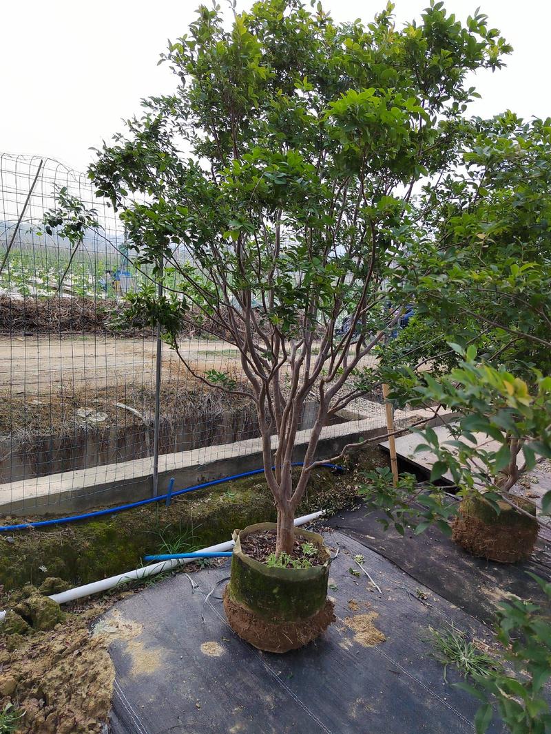 台湾嘉宝果挂果树，九年树，高度2米左右，树冠1.7米，