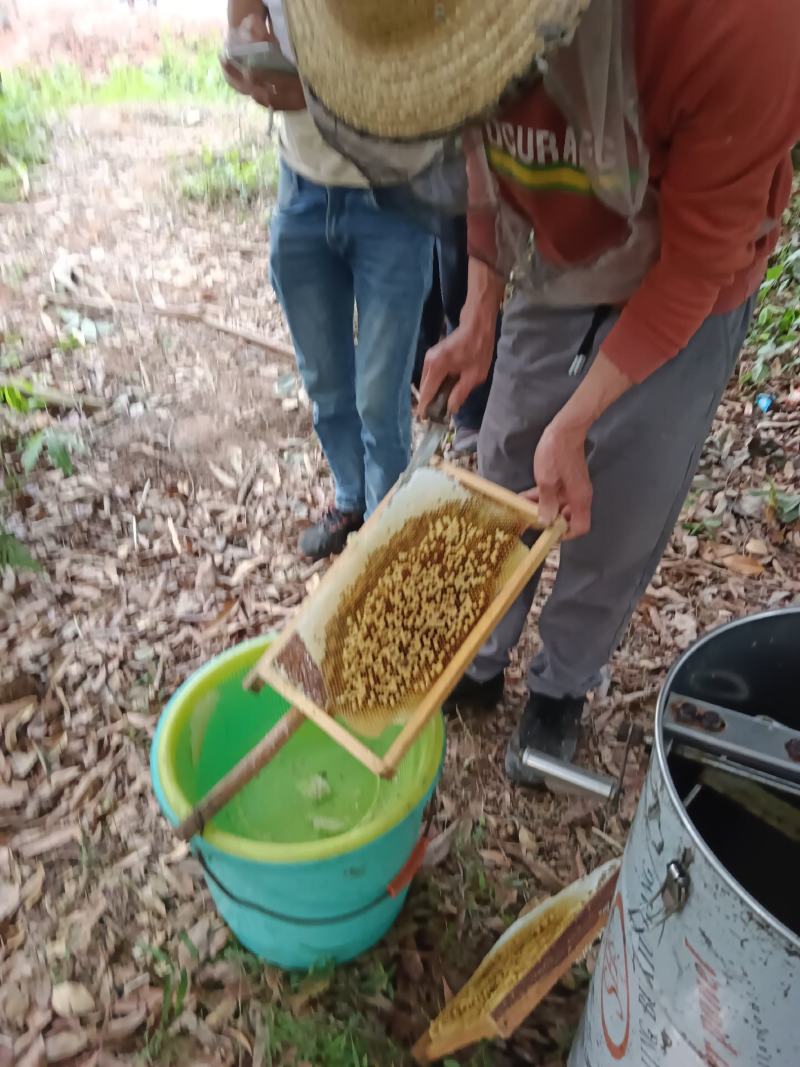 纯正广西荔枝花蜂蜜