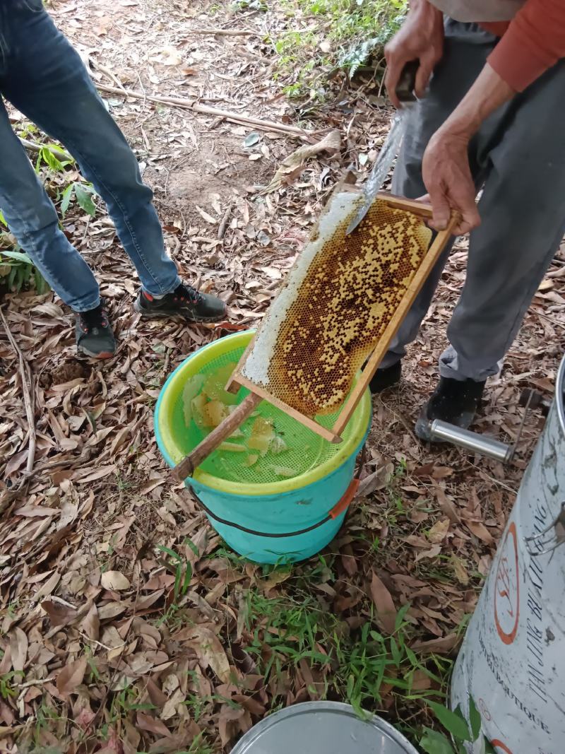 纯正广西荔枝花蜂蜜