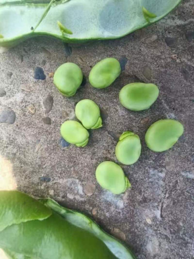 蚕豆，胡豆