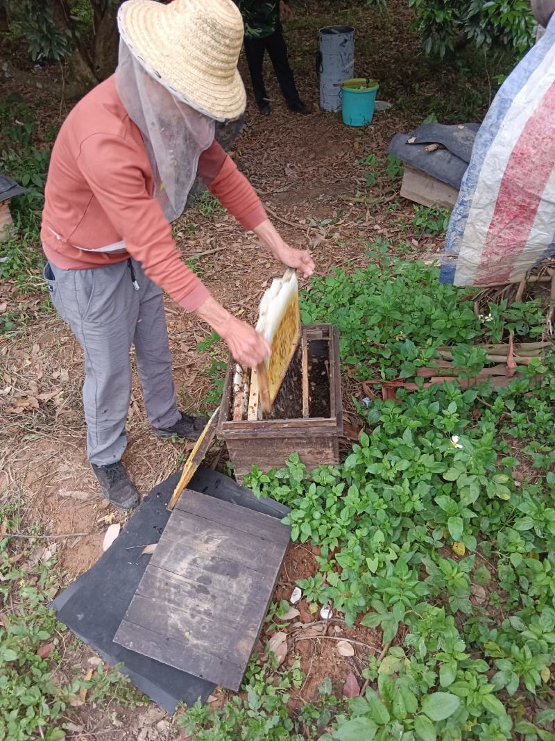 纯正广西荔枝花蜂蜜