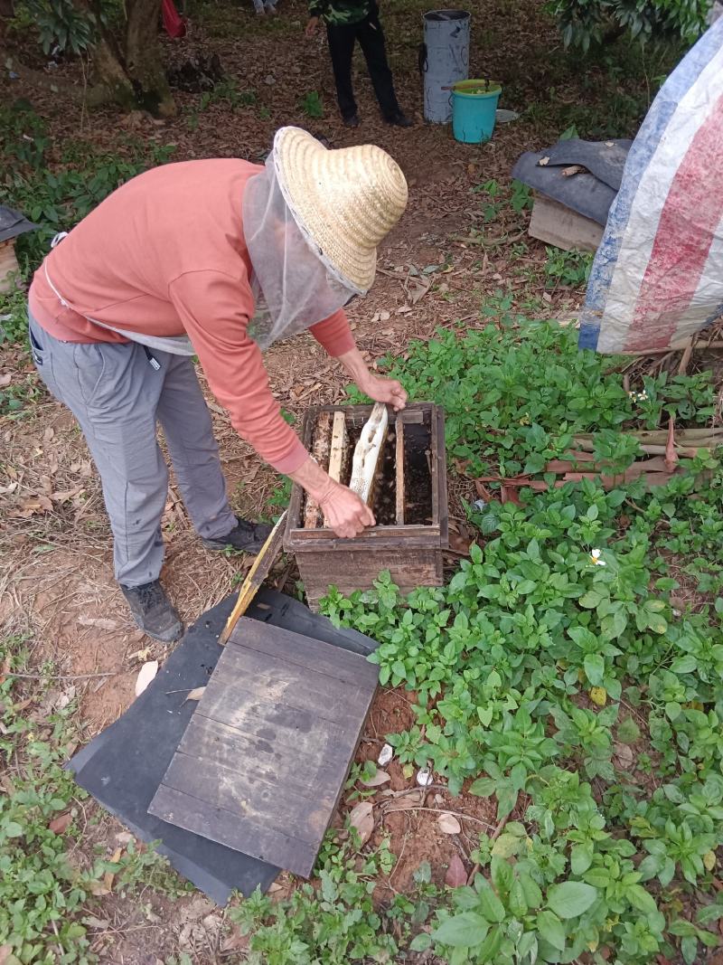 纯正广西荔枝花蜂蜜