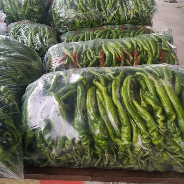 无公害陇椒精品