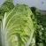 精品黄心大白菜大量上市，产地直供，量大从优，欢迎咨询订购