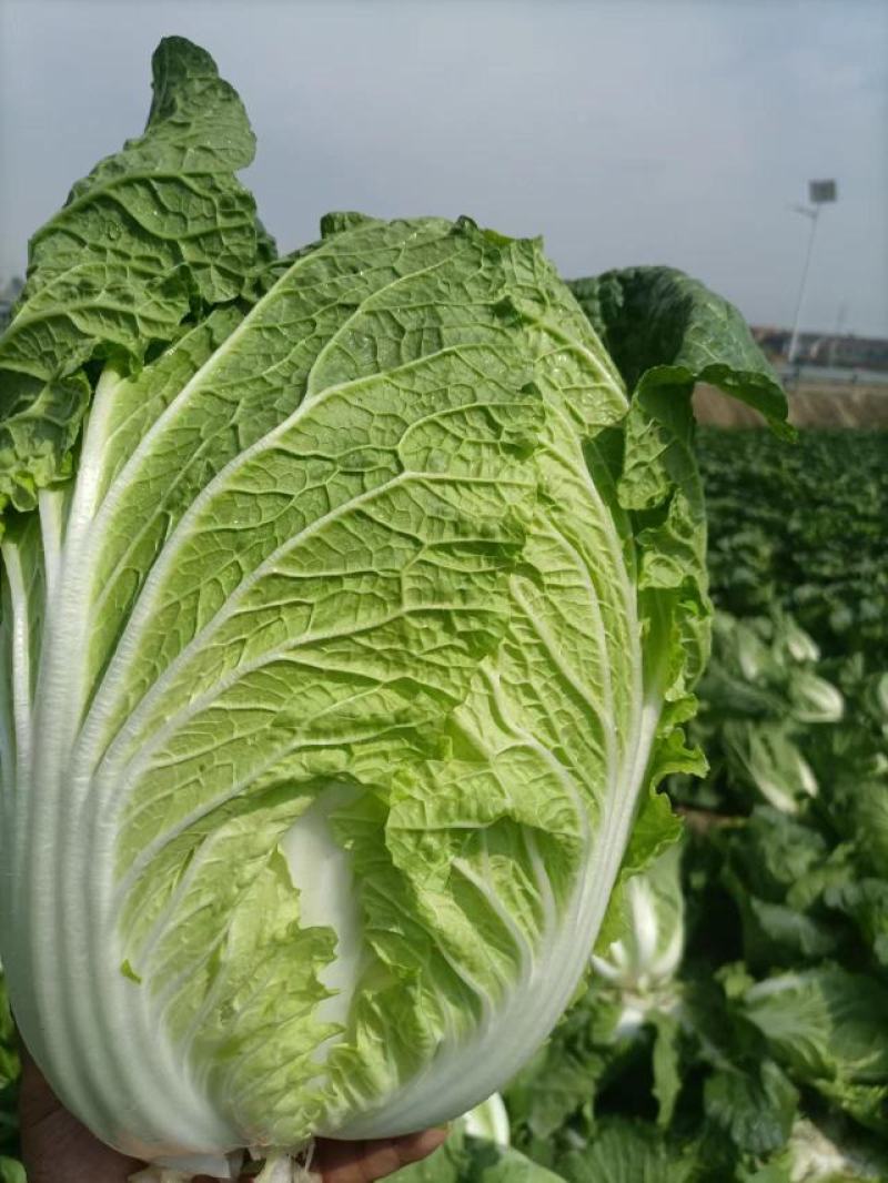 精品黄心大白菜大量上市，产地直供，量大从优，欢迎咨询订购