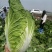 精品黄心大白菜大量上市，产地直供，量大从优，欢迎咨询订购
