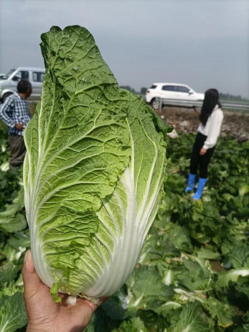 精品黄心大白菜大量上市，产地直供，量大从优，欢迎咨询订购