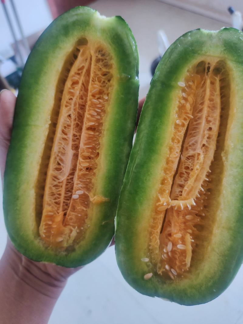 精品博洋九甜瓜，万亩棚区，实力代收，品质保证