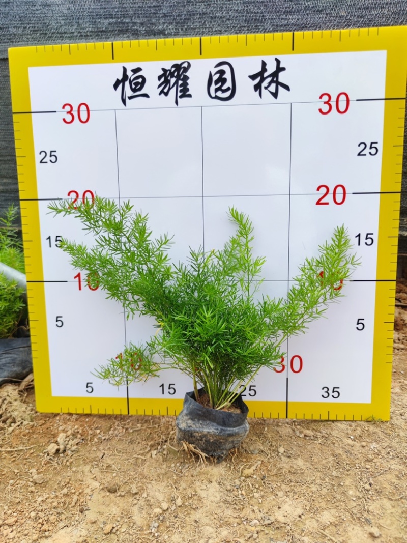 【天门冬丝冬天冬草明天冬】各种规格欢迎咨询详谈