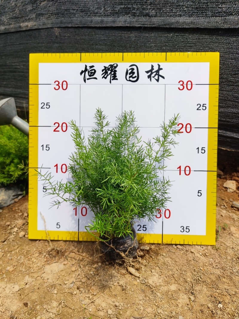 【天门冬丝冬天冬草明天冬】各种规格欢迎咨询详谈