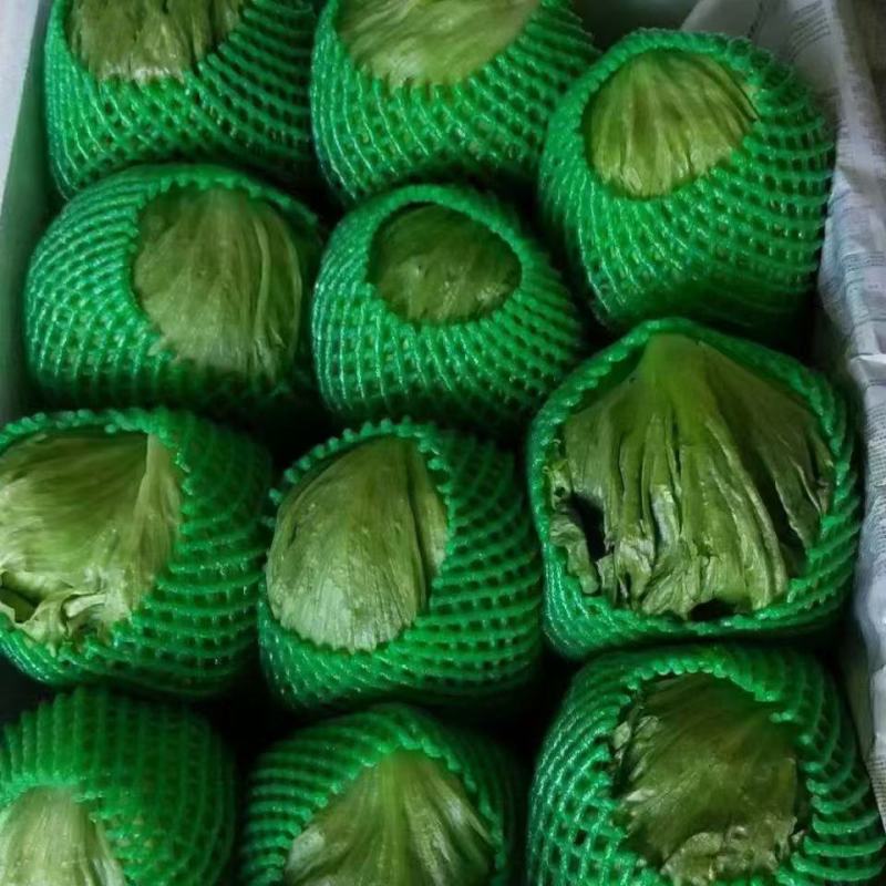 精品圆生菜，产地直发，量大从优，价格八毛，可发全国，