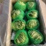 精品圆生菜，产地直发，量大从优，价格八毛，可发全国，
