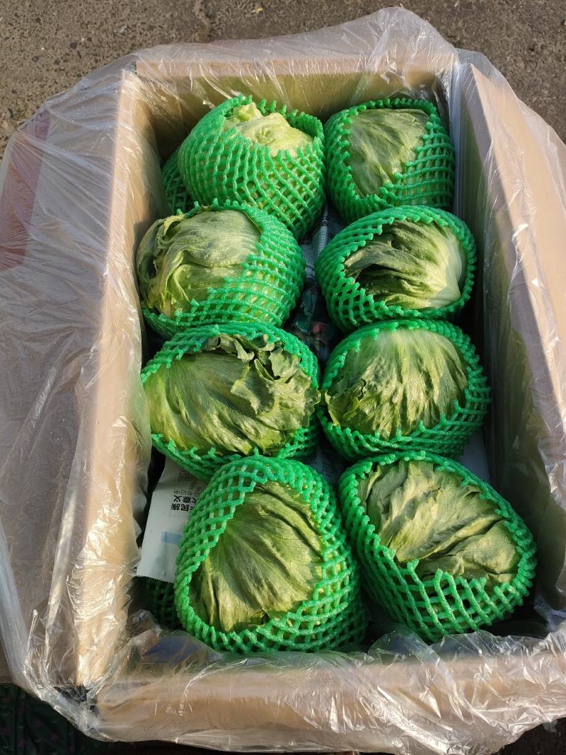 精品圆生菜，产地直发，量大从优，价格八毛，可发全国，