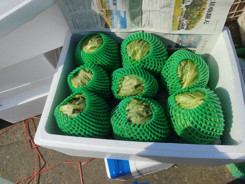 精品圆生菜，产地直发，量大从优，价格八毛，可发全国，