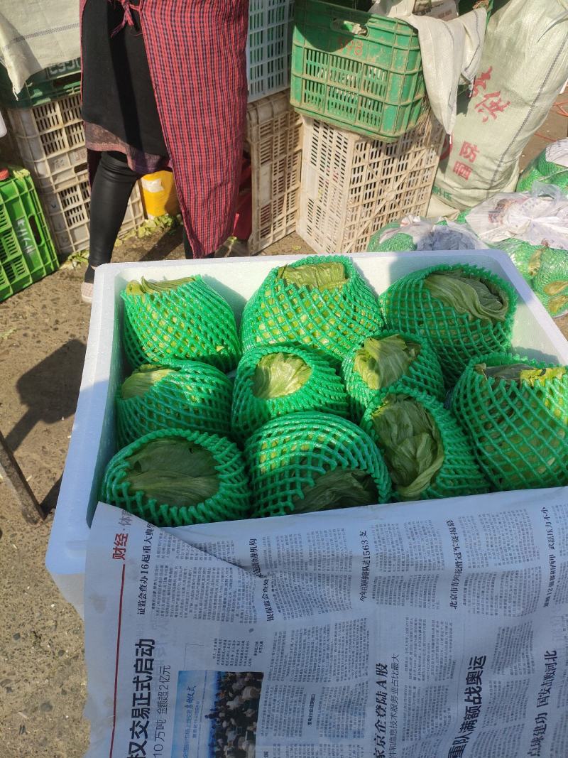 精品圆生菜，产地直发，量大从优，价格八毛，可发全国，