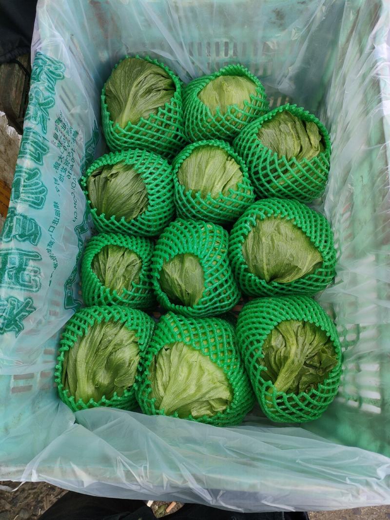 精品圆生菜，产地直发，量大从优，价格八毛，可发全国，