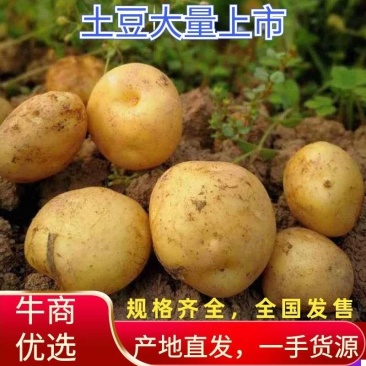 土豆大量上市原产地一手货源价格低交通便利承接各种包装