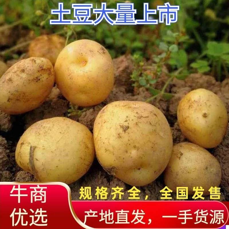土豆大量上市原产地一手货源价格低交通便利承接各种包装