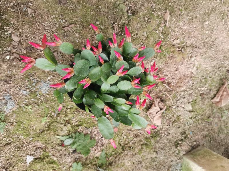 蟹爪兰三月红假昙花带花发货