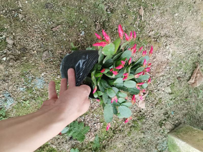 蟹爪兰三月红假昙花带花发货