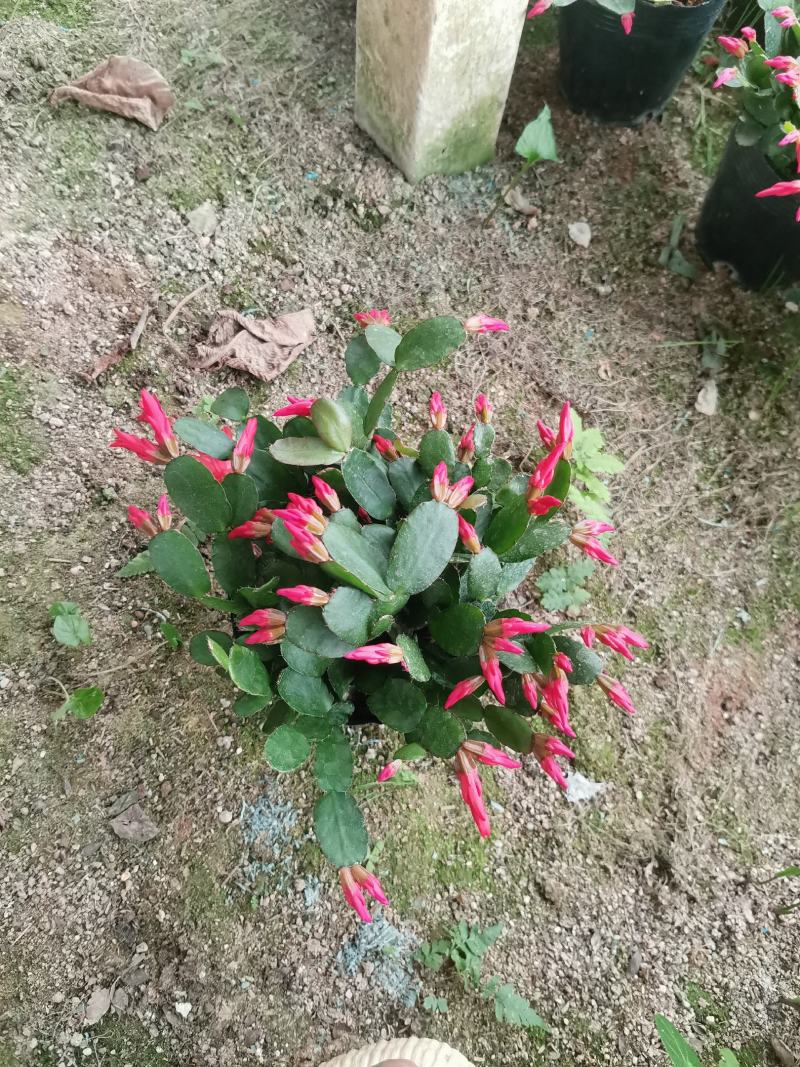蟹爪兰三月红假昙花带花发货