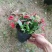 蟹爪兰三月红假昙花带花发货