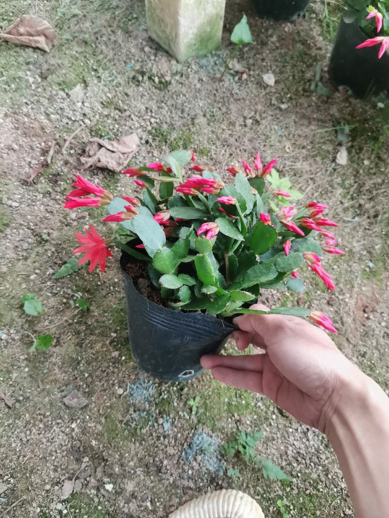 蟹爪兰三月红假昙花带花发货