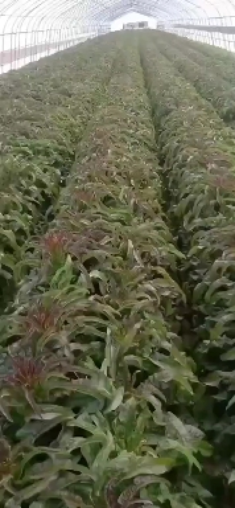 红笋上市，产地直发，价格便宜