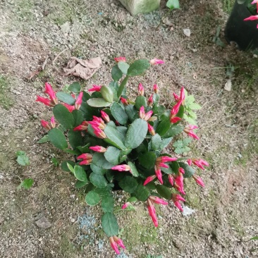 蟹爪兰三月红假昙花带花发货