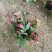 蟹爪兰三月红假昙花带花发货