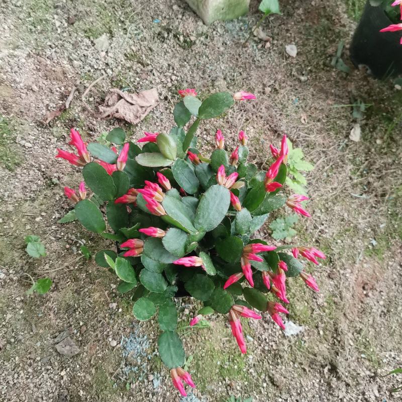 蟹爪兰三月红假昙花带花发货