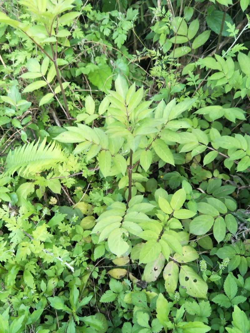 野生接骨草苗，药用价值好，是绿化好苗木！值得购