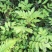 野生接骨草苗，药用价值好，是绿化好苗木！值得购