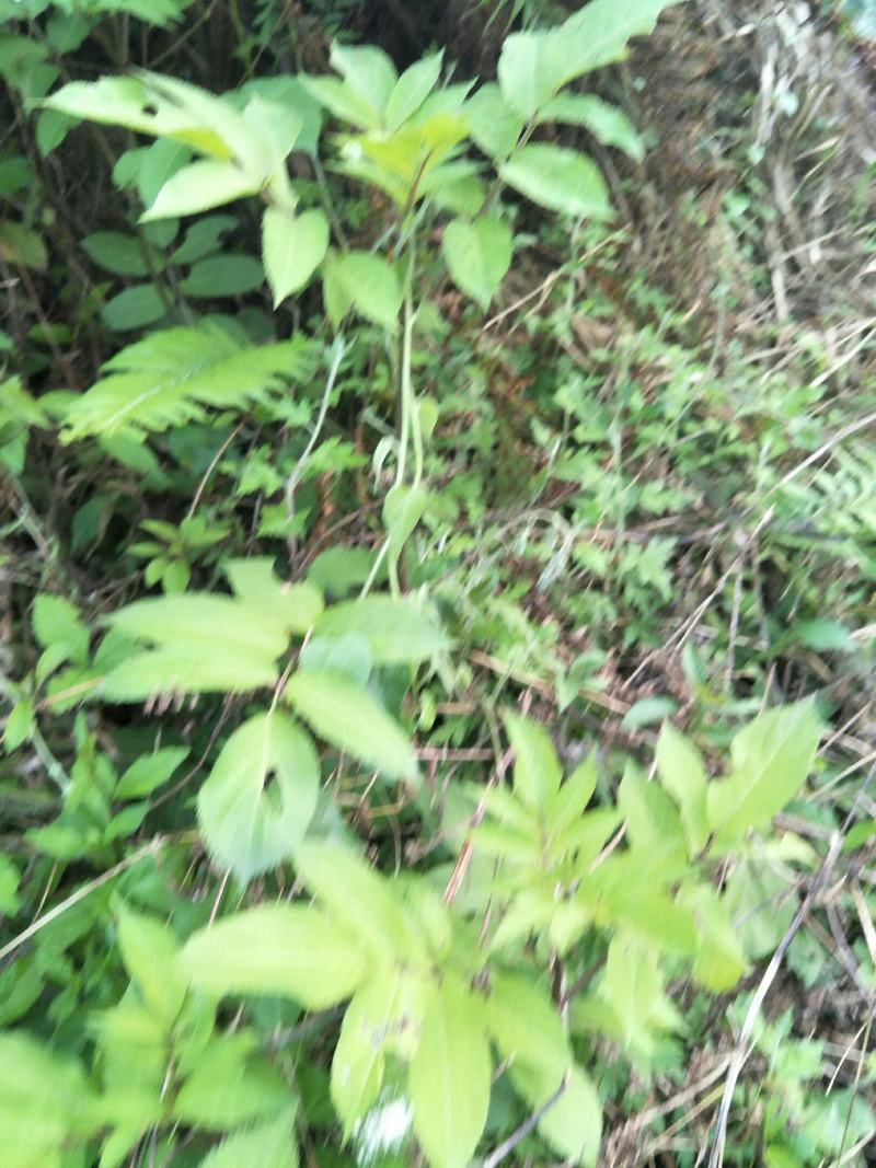 野生接骨草苗，药用价值好，是绿化好苗木！值得购