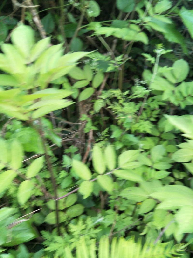 野生接骨草苗，药用价值好，是绿化好苗木！值得购