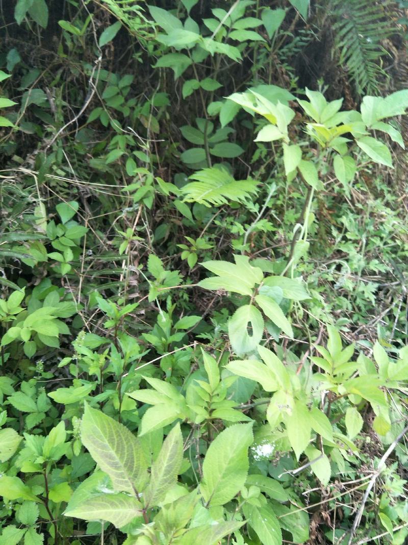 野生接骨草苗，药用价值好，是绿化好苗木！值得购