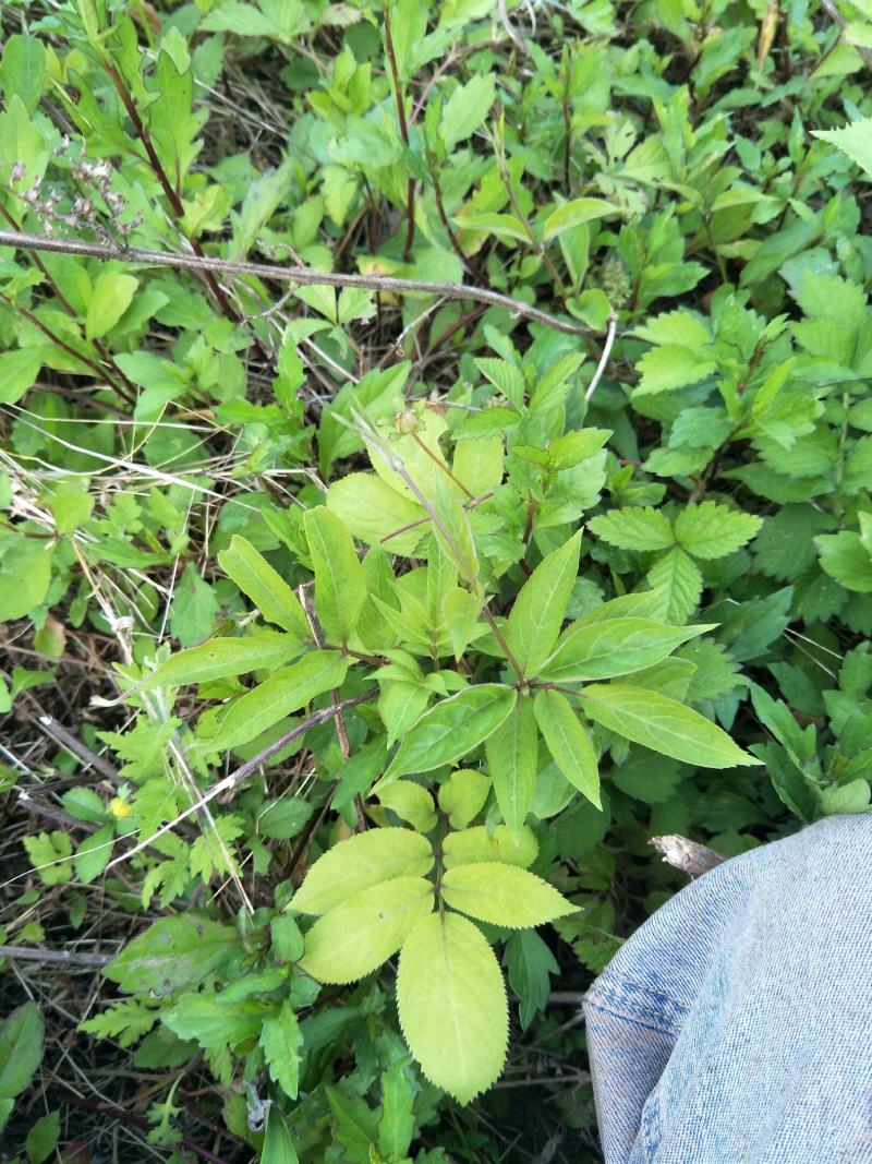 野生接骨草苗，药用价值好，是绿化好苗木！值得购