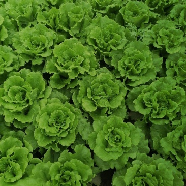 意大利生菜生菜大量供应全国发货量大从优