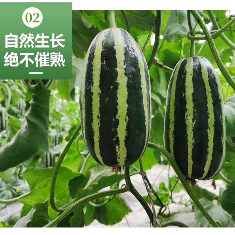 新疆库尔勒羊角蜜2022年已上市，对接渠道，供应，一件代