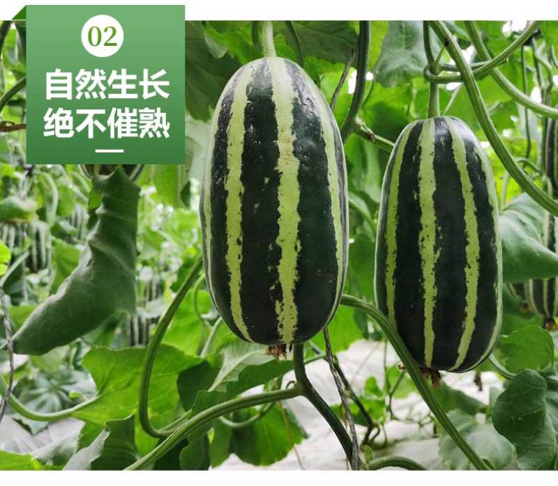 新疆库尔勒羊角蜜2022年已上市，对接渠道，供应，一件代